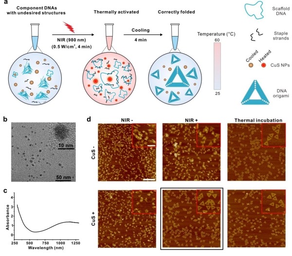 红外光热效应远程、时空控制的DNA Origami的合成