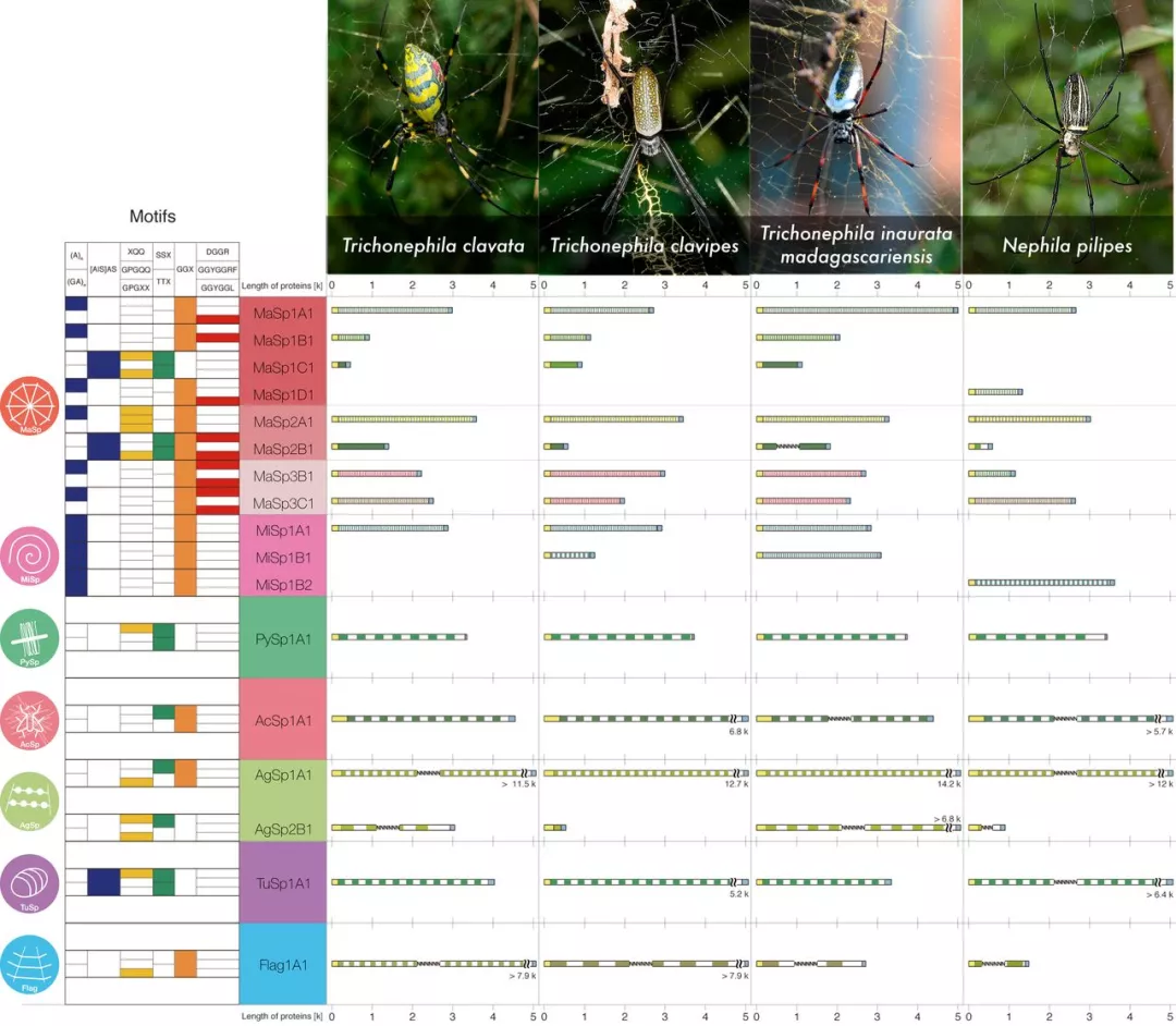 四种 Nephilinae 蜘蛛中的蜘蛛素目录