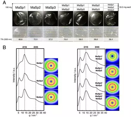 人造MaSp复合薄膜的物理特性