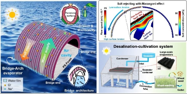 3D桥拱形蒸发器示意图、双层液膜排盐机理与海水淡化-作物种植连动系统