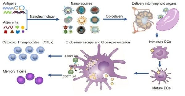 纳米疫苗诱导CD8+ T淋巴细胞介导的细胞免疫示意图