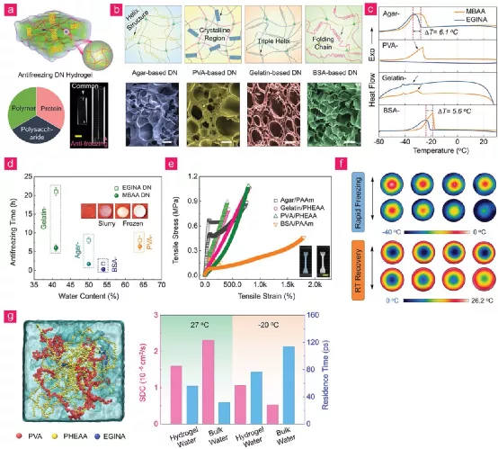 EGINA 交联 DN 水凝胶的防冻性能