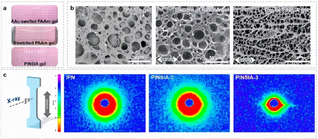 图1. (a) PINSIA凝胶样品制备过程照片；(b) PAAm 凝胶、PINSIA-3 凝胶底部和顶部表面的 SEM 图像；(c) IPN、PINSIA-2 和 PINSIA-3 水凝胶的 2D-SAXS 模式。