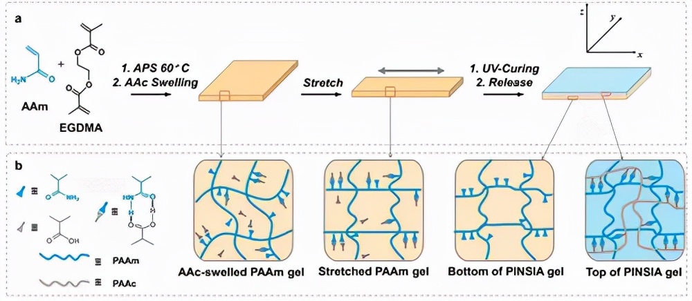 流程1： (a) PINSIA Gel 的合成路线；(b) PAAm 凝胶、拉伸 PAAm 凝胶、PINSIA 凝胶底部和顶层的微结构示意图