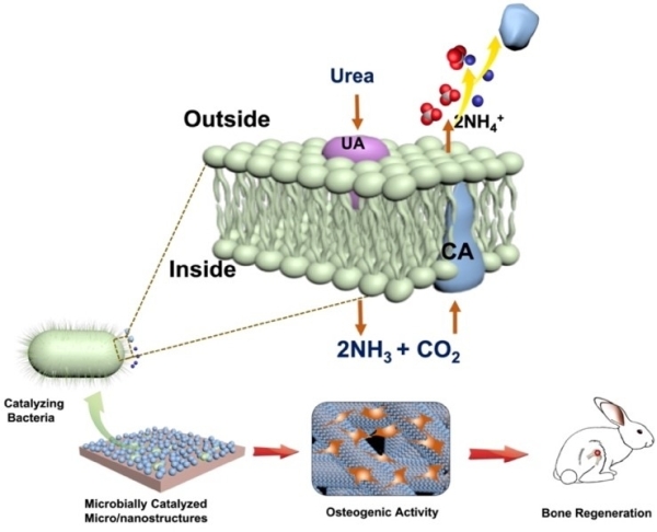 图1 微生物催化活性矿物诱导成骨示意图