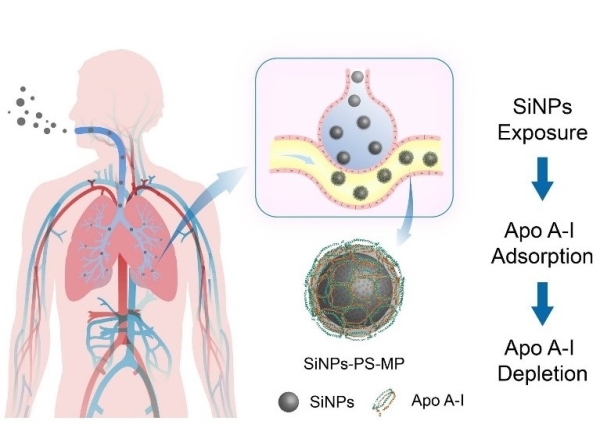 纳米二氧化硅穿过肺血屏障吸附载脂蛋白A-I并导致其耗竭