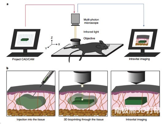 图1 活体3D打印修复软组织损伤示意图