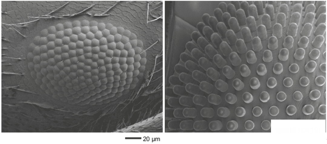 图一左图：蚂蚁的复眼，右图：基于微流体辅助3D打印技术制备的仿生复眼