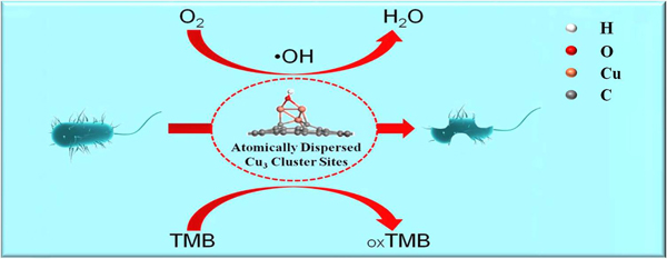 图4.亚纳米尺度下Cu3金属团簇活性中心结构与抗菌性能示意图