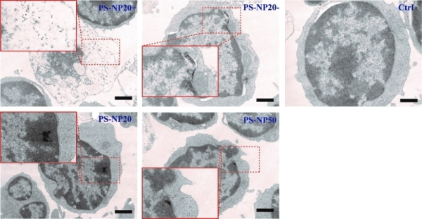 图1.小鼠脾淋巴细胞中的聚苯乙烯纳米塑料分布