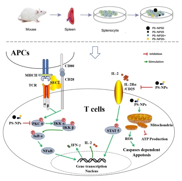 图2.聚苯乙烯纳米塑料影响小鼠脾脏淋巴细胞的毒理机制
