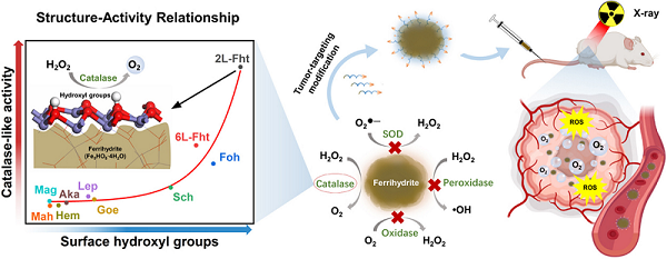 氧化铁纳米酶的表面铁合羟基的丰度与其类过氧化氢酶活性之间存在指数相关关系