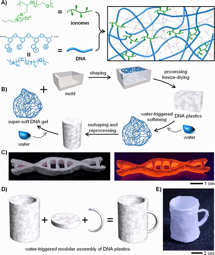 图 1. 可持续 DNA 塑料的设计和制备