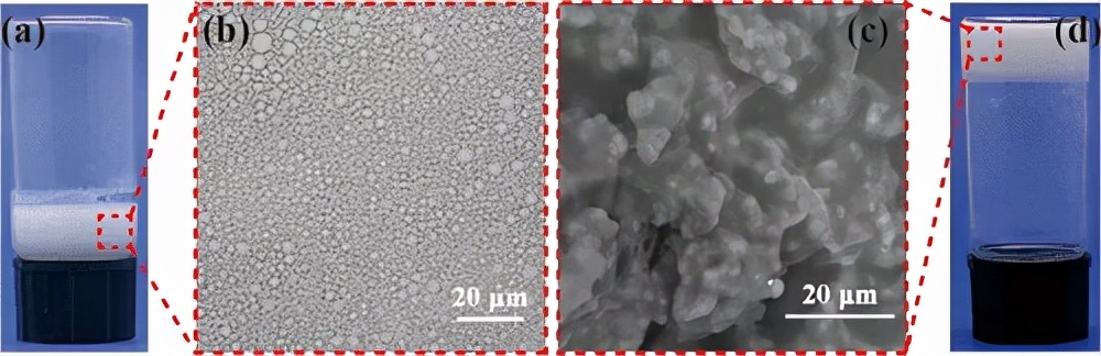 图 2. (a) Pickering 乳液的照片。(b) w/o Pickering 乳液的光学显微照片。(c) EmulGel (1:3) 的 SEM 图像和 (d) EmulGel (1:3) 的照片。