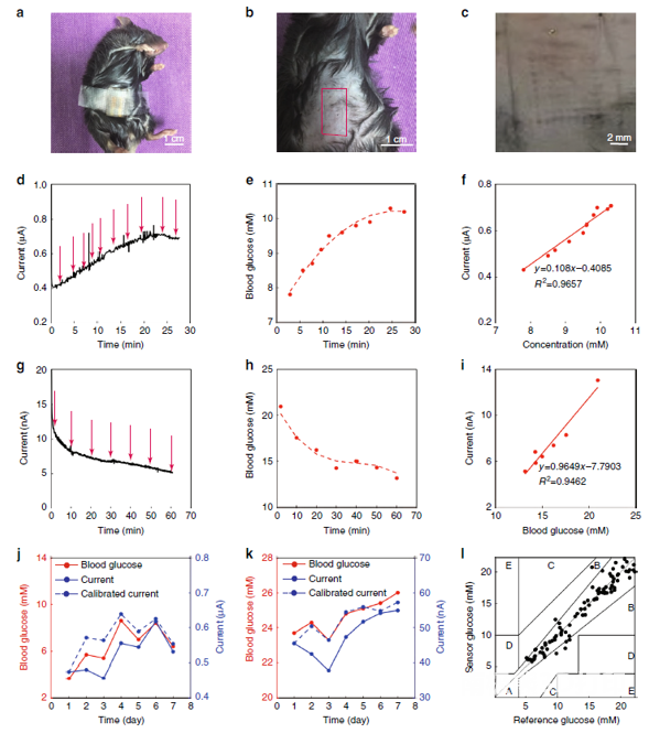 图5 用生物传感装置对小鼠皮下葡萄糖进行体内监测