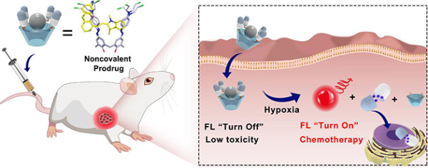 靶向肿瘤缺氧微环境的新型诊疗前药释放过程示意图