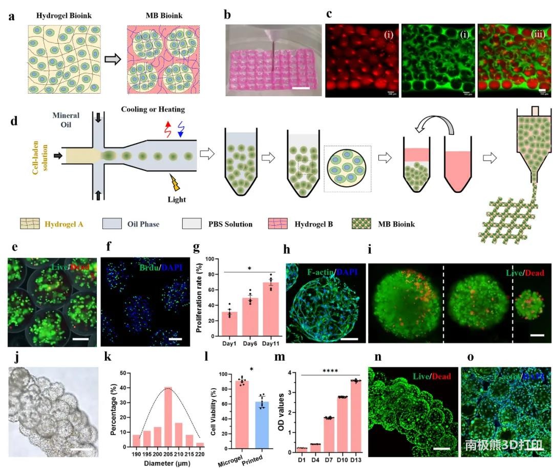 图1 载细胞MB生物墨水的制备与3D打印