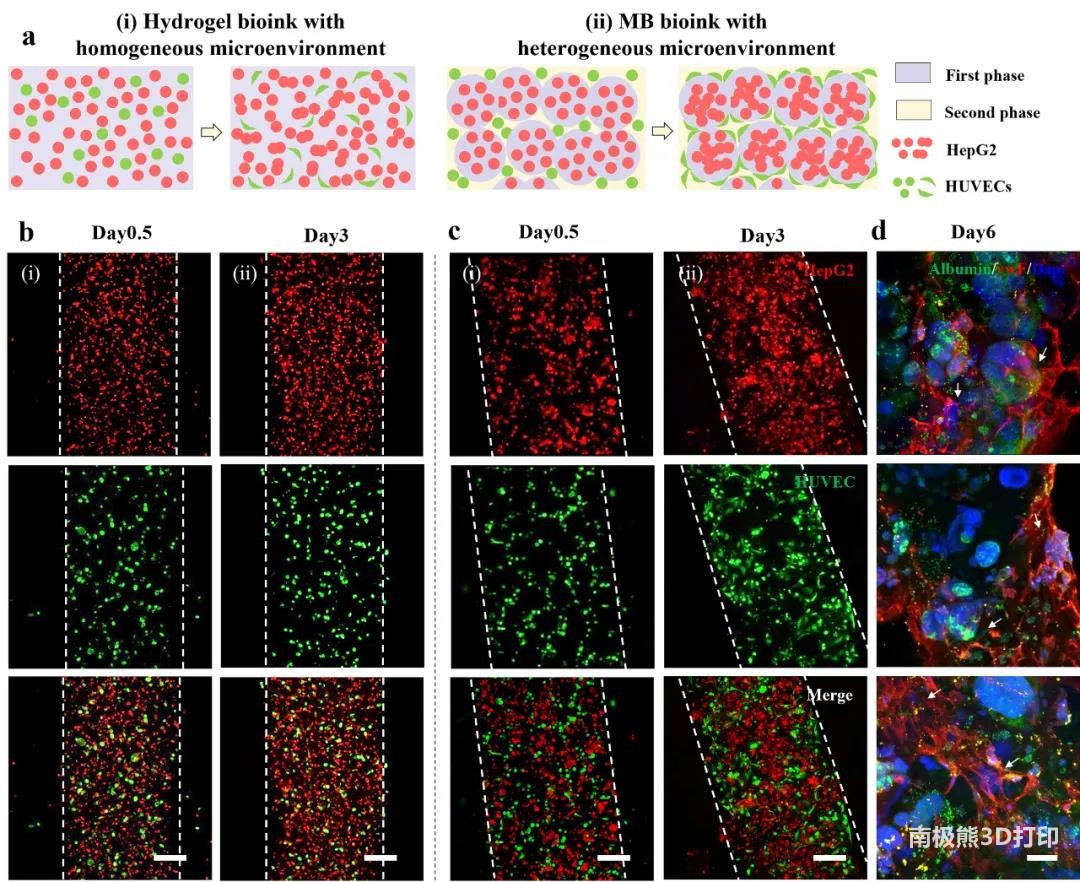 图5 3D打印构建具有可调异质微环境的血管化肝组织模型