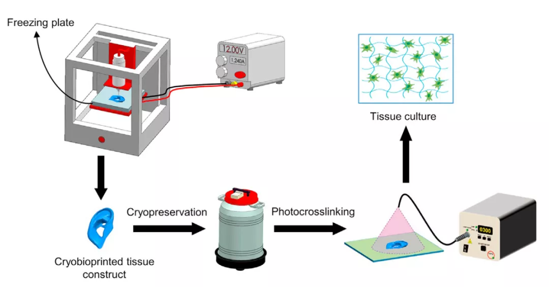 图1：用于同时低温保存的生物打印示意图