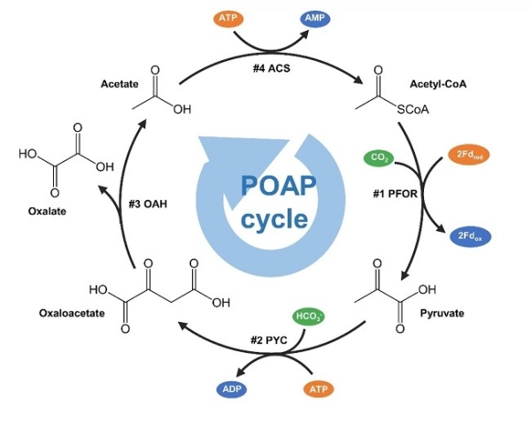 由四步生化反应组成的POAP循环