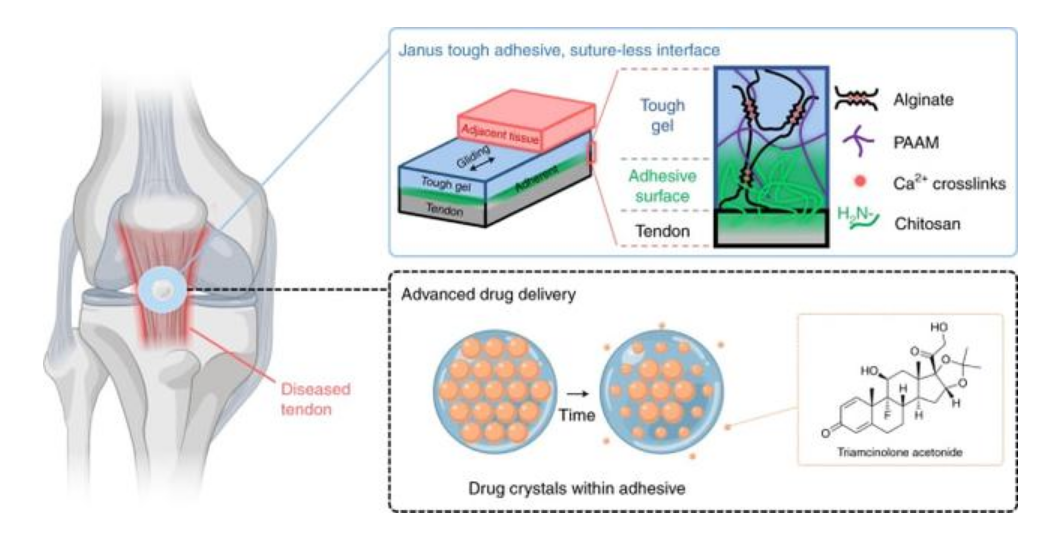 科学家开发出新型生物材料