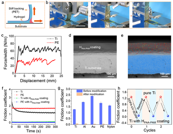 图3.利用SIL@UV-SCIRP方法生长得到的水凝胶涂层与基材的结合力和润滑性能评价