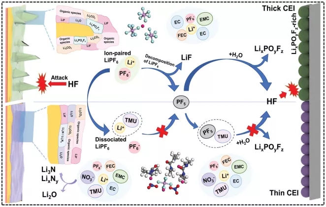 CCE和CCE-TMU /LiNO3电解液中溶剂化结构、SEI成分、锂沉积形貌、HF腐蚀、CEI厚度和电化学性能之间的关系示意图