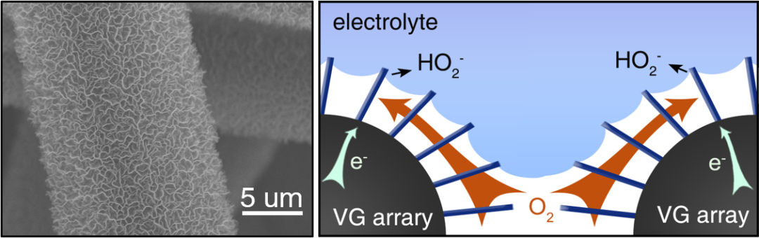 图1.垂直生长石墨烯阵列电极的SEM图（左）和用于电催化还原氧气到H2O2示意图（右）