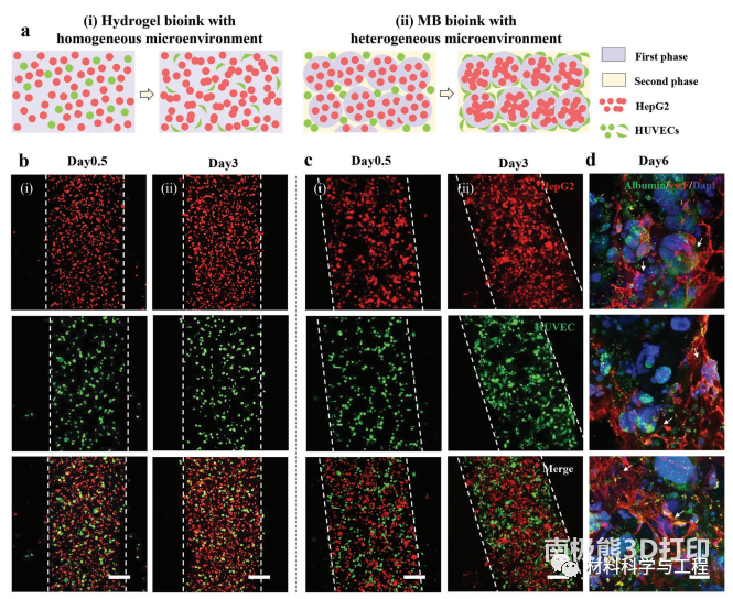 3D打印可调节异质微环境的血管化肝组织结构