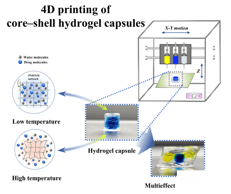 4D打印核壳水凝胶胶囊用于智能控释药物