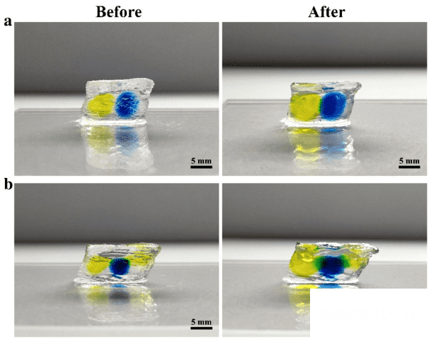 4D打印PNIPAM“多效单胶囊”水凝胶