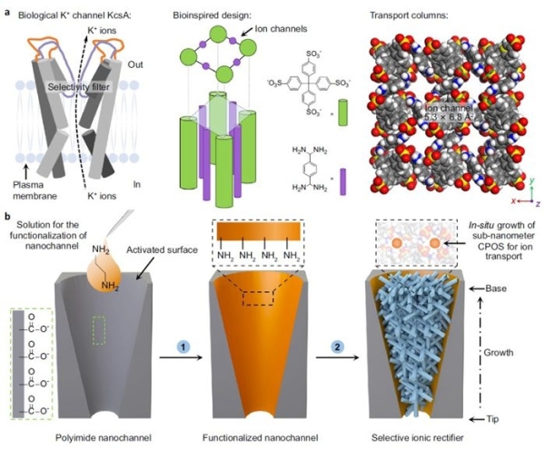 a、生物离子通道及CPOS材料的孔结构，b、仿生离子通道的构筑