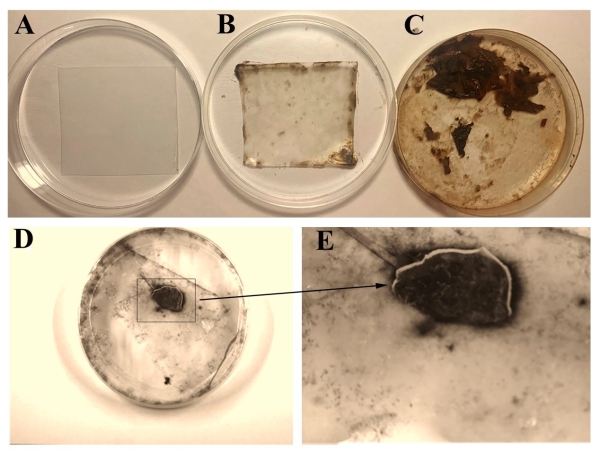 海洋真菌Alternaria alternata FB1处理聚乙烯塑料4个月后的形态