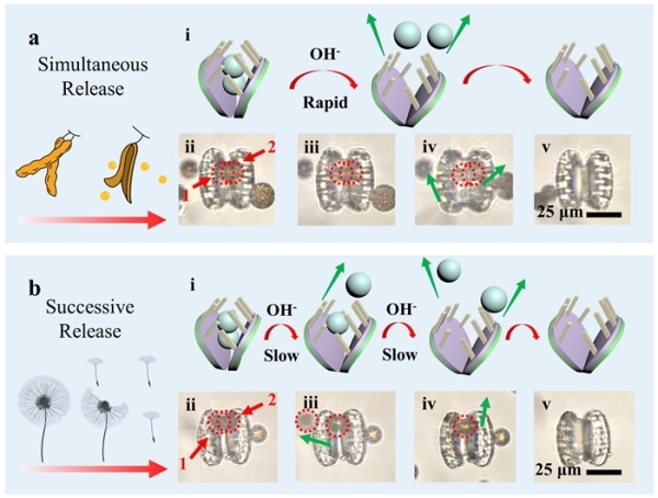 水凝胶微致动器对于双微粒的可控释放