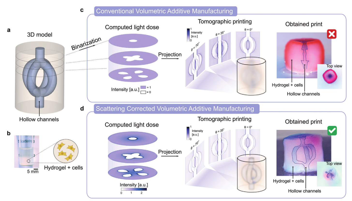 散射校正断层扫描体积增材制造 (VAM) 允许在散射材料（例如载细胞的水凝胶）中打印具有空心通道的复杂几何形状