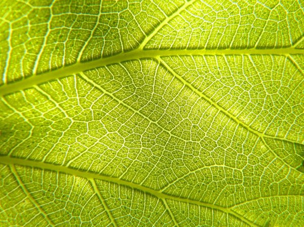 生物质气化与氢燃料的未来