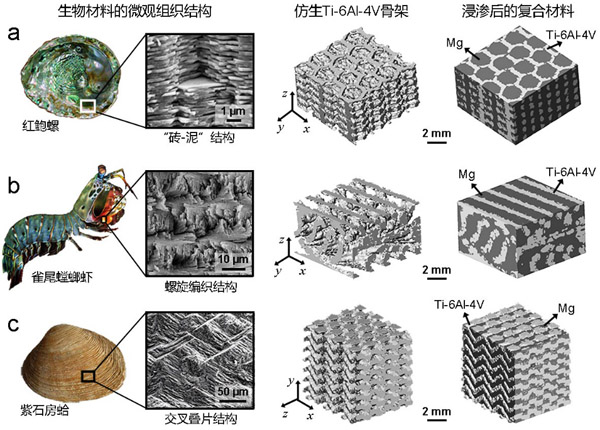 具有不同仿生结构的镁-钛复合材料及其与天然生物材料原型的比较