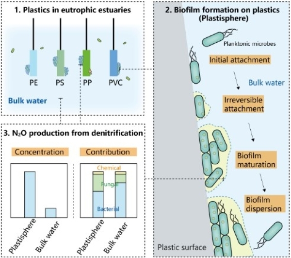 塑料表面生物形成过程及N2O释放