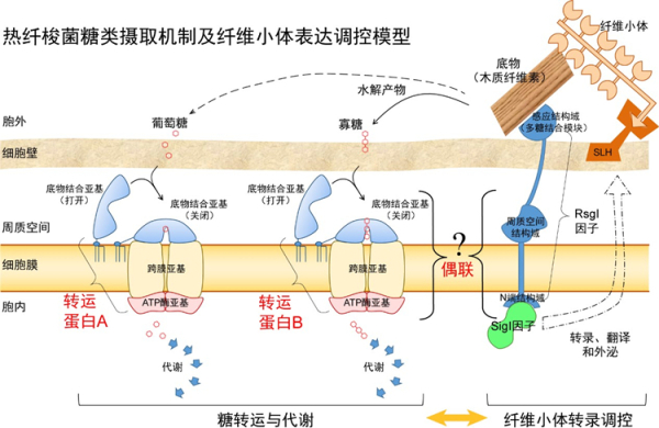 青岛能源所揭示生物质降解菌热纤梭菌的糖摄取机制