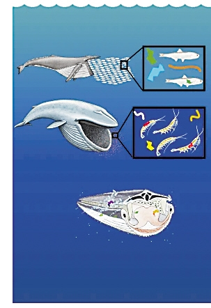 鲸鱼每天摄入多达千万件微塑料