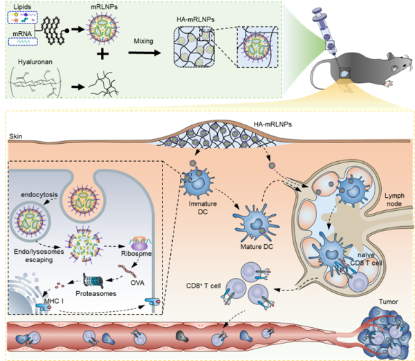 水凝胶-LNPs系统制备和体内肿瘤免疫示意图