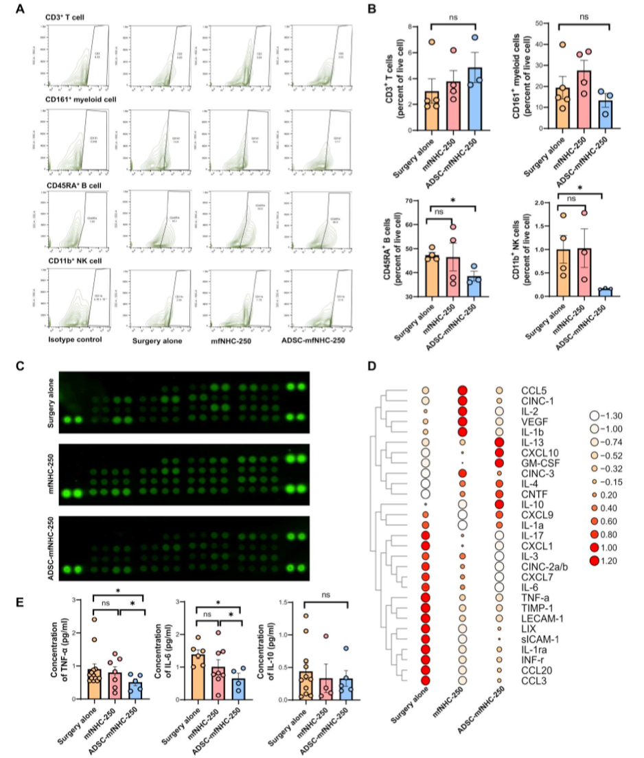 流式细胞术分析ADSC-mfNHC-250处理CD-PAF的免疫细胞分布及细胞因子谱分析
