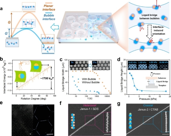 气泡驱动快速准一维界面策略构建Janus颗粒长程取向可控组装体