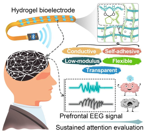 多功能水凝胶传感界面用于脑电信号高效采集和注意力水平评估