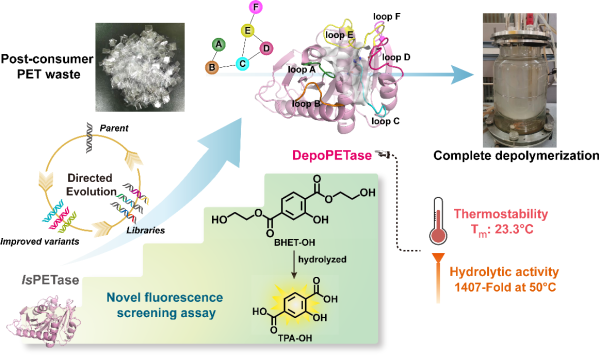基于荧光筛选方法的PET的定向进化研究成果
