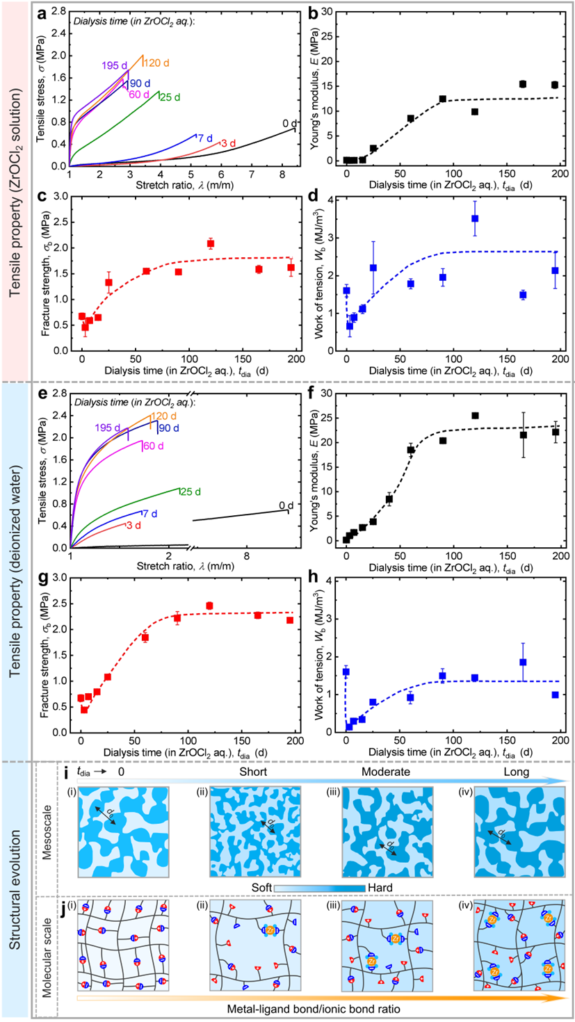 溶胀且增强的聚两性电解质水凝胶在ZrOCl2溶液和水中随着透析时间（tdia）的变化对应的力学行为变化及微观结构演变示意图