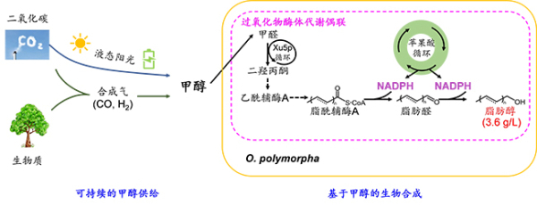 大连化物所提升甲醇生物转化合成脂肪醇的合成效率