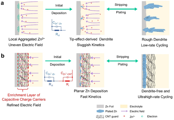 基于电容式载流子策略构筑的CNTs-Zn界面改善锌沉积行为示意图