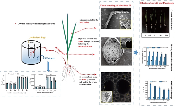 PS微球在小麦根和地上部的积累分布，PS微球及其透析液其对小麦生长和生理影响