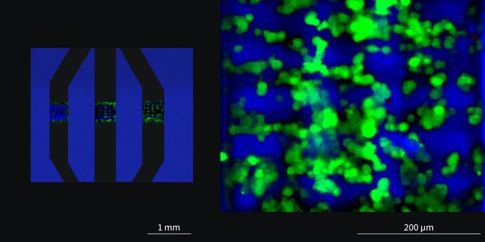 使用NanoOne打印系统在无菌条件下打印多材料微流控芯片